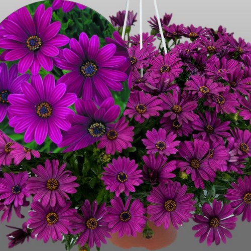 Osteospermum ecklonis 'Erato® Basket Purple' - Eckloni kuldkakar 'Erato® Basket Purple' P9/0,55L